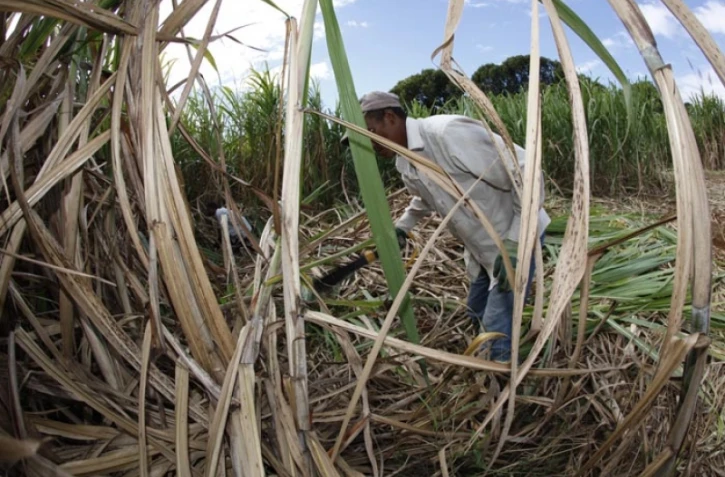 Lundi 11 juillet 2011 Début de la coupe de la canne dans l'est