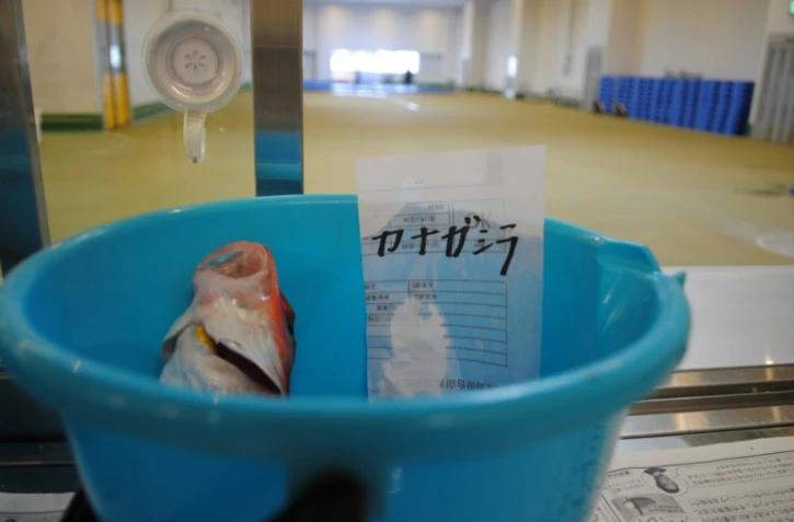Photo fournie par le Foreign Press Center (FPCJ) du Japon montrant un poisson soumis à des tests de radioactivité à Iwaki, dans la préfecture de Fukushima, le 27 juillet 2018 