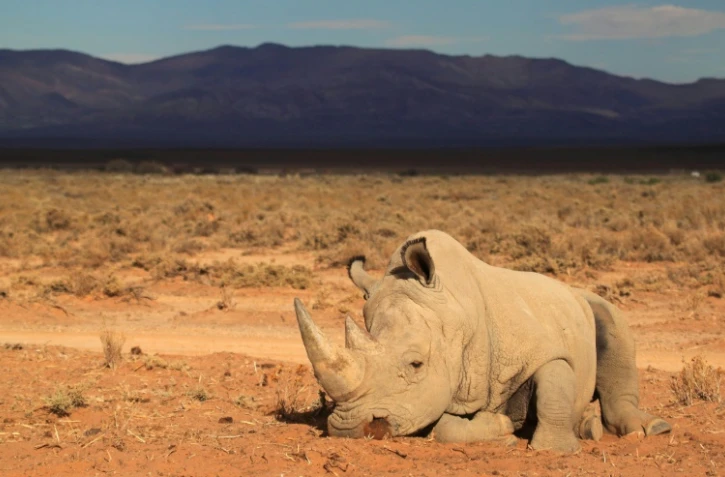 Pour éviter l'extinction des rhinocéros massacrés pour leurs cornes, des défenseurs des animaux ont opté pour une solution aussi radicale qu'onéreuse. Quatre-vingt mammifères vont être transférés d'Afrique du Sud pour l'Australie