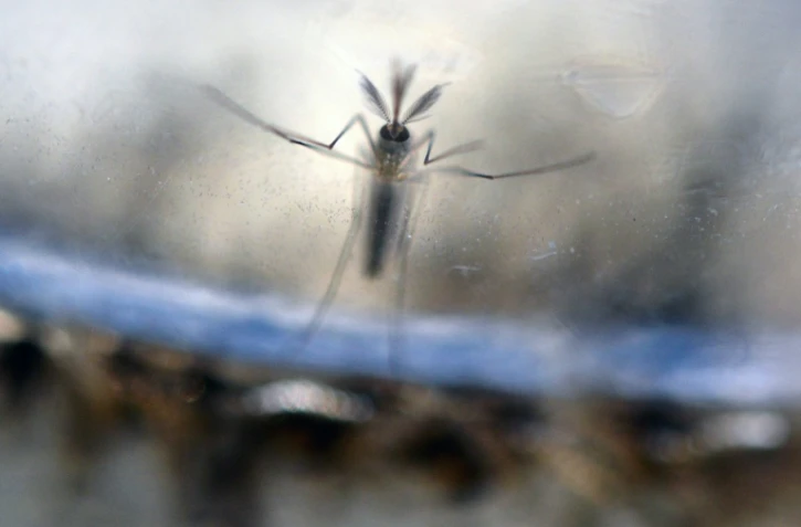 Des scientifiques américains confirment le lien entre Zika et microcéphalie du foetus