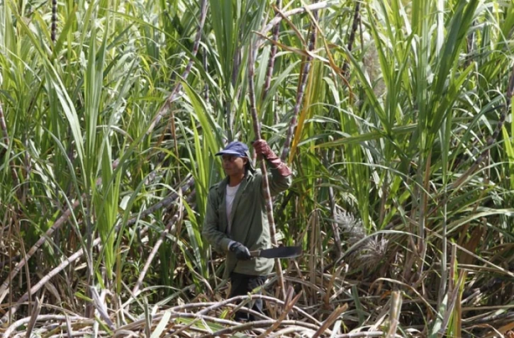 Coupe de la canne à sucre