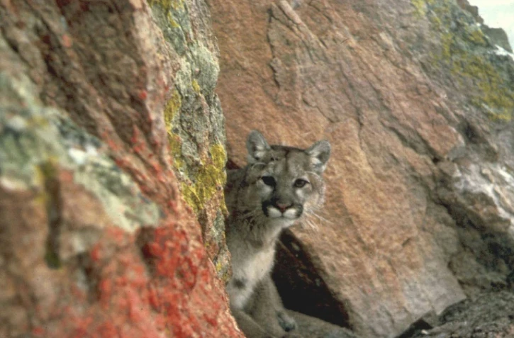 Un coureur a tué à mains nues un puma dans le Colorado