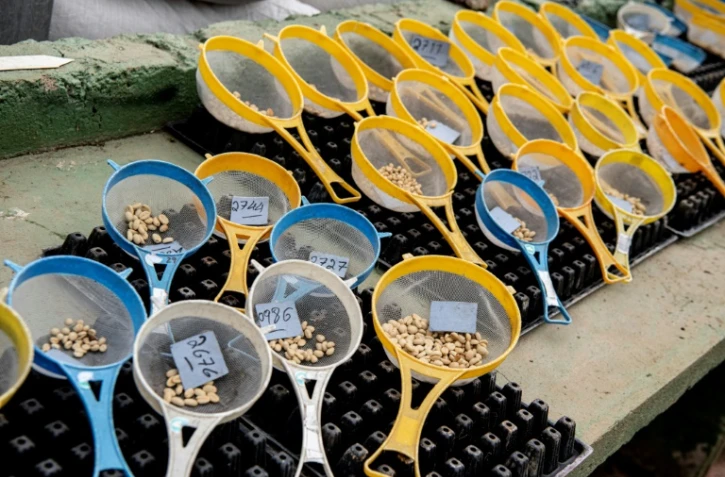 Des graines de café stockées au Centre de Recherche et d'Enseignement en Agronomie Tropicale, le 19 juillet 2023 à Turrialba, au Costa Rica