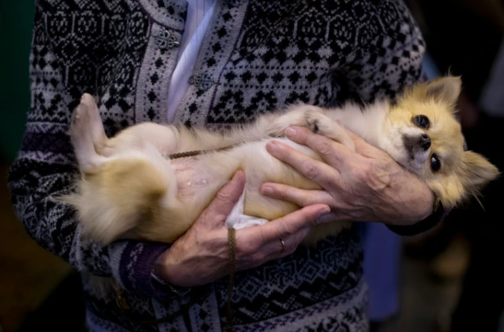 51% des Français préfèrent passer du temps avec leur chien ou leur chat plutôt qu'avec leurs amis