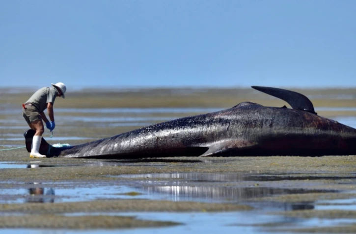 Un membre du service de protection de l'environnement de Nouvelle-Zélande lors d'un échouage massif de baleines pilotes, le 17 février 2015