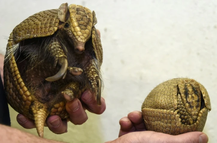 Un petit tatou à trois bandes (d) et sa mère au zoo de Mulhouse, le 11 janvier 2017