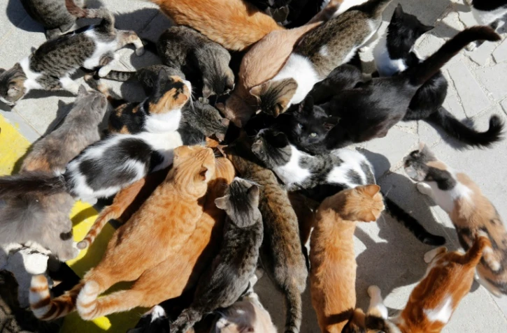 Des chats ont trouvé refuge au monastère de Tala près du village chypriote de Paphos, le 4 octobre 2016