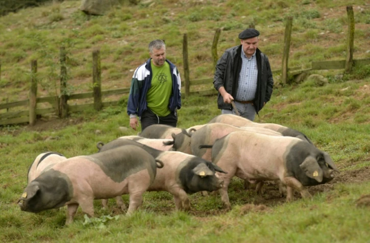 Les fermiers Pierre Oteiza (d) et Michel Ocafrain dans un pré avec leur cochons noirs, à Banca dans la vallée des Aldudes le 19 septembre 2016