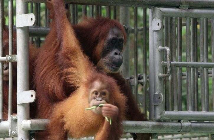 Une femelle orang-outan et son petit, le 5 janvier 2015, sur le point d'être relâchés dans une zone protégée de la forêt d'Aceh, en Indonésie