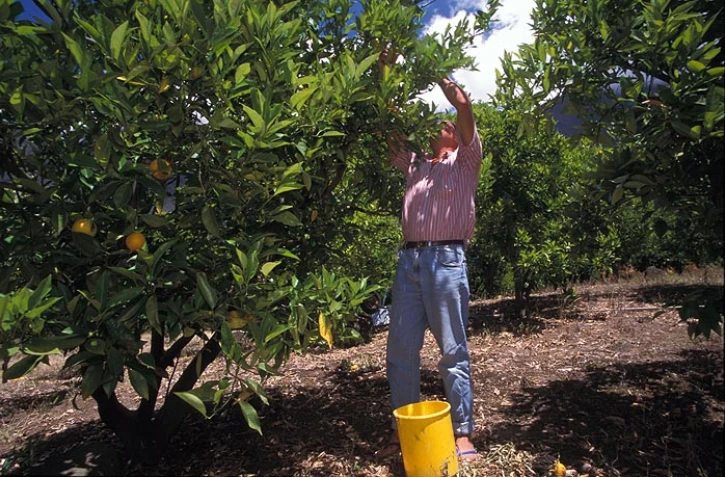 Cueillette de tangor.