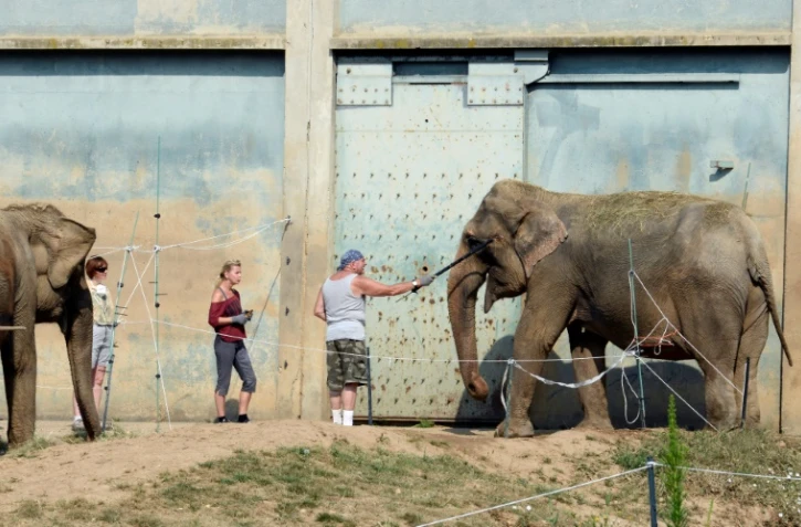 Les dompteurs du cirque Pinder nourissent deux éléphants le 11 juillet 2013, au zoo du "Parc de la Tête d'Or" à Lyon (sud-est)