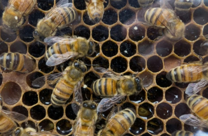 Des traces de pesticides toxiques pour les abeilles ont été détectées dans 75% du miel produit dans le monde entier