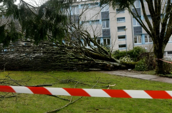 Un arbre arraché par le vent le 6 mars 2017 dans un établissement scolaire de Carhaix-Plouguer, dans le Finistère