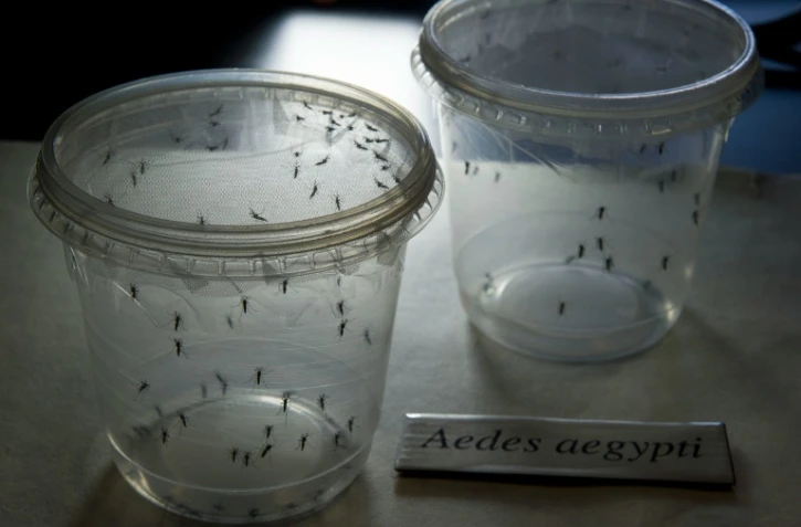 Des moustiques Aedes aegypti, vecteurs du virus Zika, à l'Institut des sciences biomédicales de l'université de Sao Paulo, le 8 janvier 2016, au Brésil
