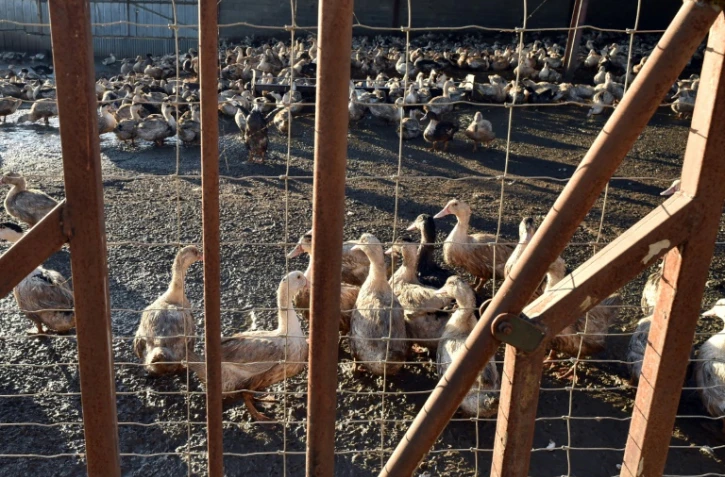 La zone d'abattage préventif étendue à 184 communes dans le Sud-Ouest de la France 