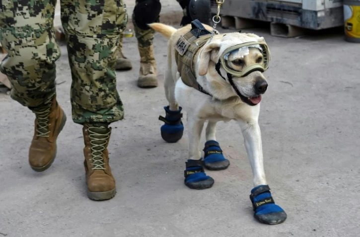 Frida, une chienne, spécialiste de la détection de personnes vivantes dans des décombres, a pour mission de chercher des survivants dans les ruines de l'école Enrique Rebsamen à Mexico, le 22 septembre 2017