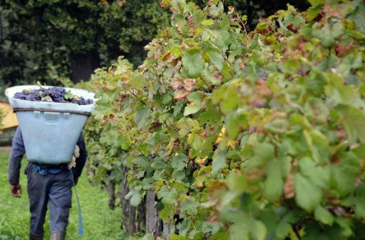 Les viticulteurs français inquiets du dépérissement des vignobles
