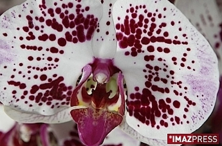 Fleur (Photo d'archives)