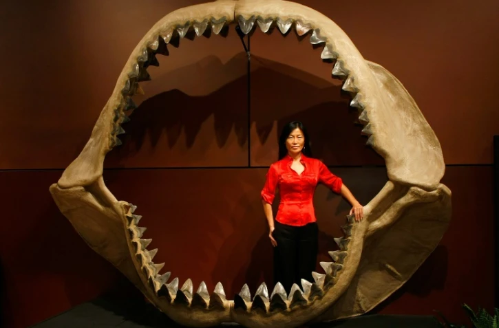 Une mâchoire fossilisée de Carcharocles megalodon, le 30 septembre 2009 avant une vente aux enchères