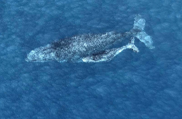 Jeudi 1 Septembre 2011
Baleines au large de la baie de Saint-Paul photo Imaz Press avec Felix ULM