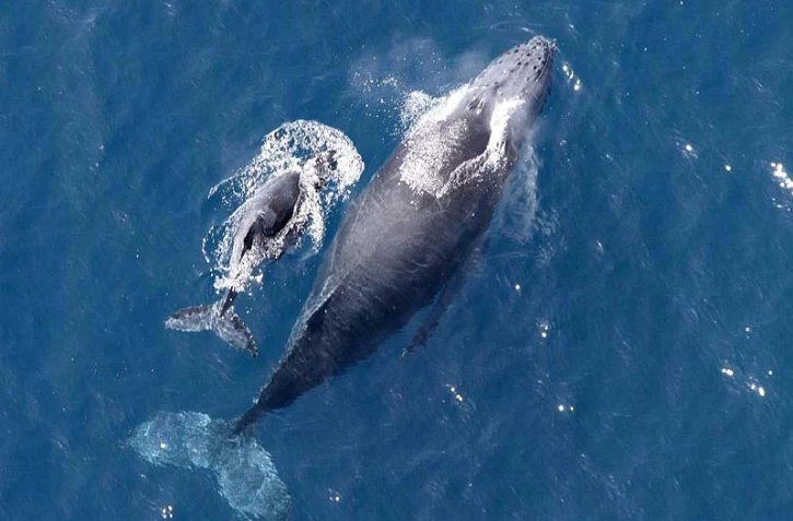 Jeudi 1 Septembre 2011
Baleines au large de la baie de Saint-Paul photo Imaz Press avec Felix ULM