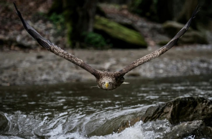 L'aigle Fletcher, photographié le 28 mars 2024 au centre de réintroduction "Les Aigles du Léman", à Sciez en Haute-Savoie