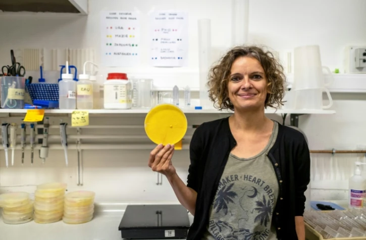 Audrey Dussutour et ses "blobs" dans son laboratoire Ă Toulouse, le 31 mai 2019