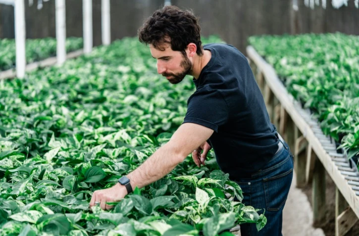 Lionel Mora, cofondateur et patron de Neoplants, inspecte ses plantes biotechnologiques avant leur expédition dans une serre de Lodi, en Californie, le 1er mai 2024