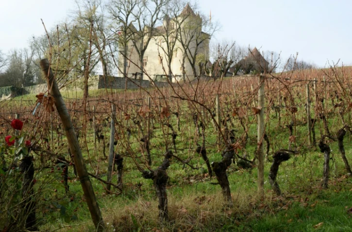 Les vignes du château Lagrézette, le 17 novembre 2015 à Caillac, proche de Cahors dans le sud-ouest de la France
