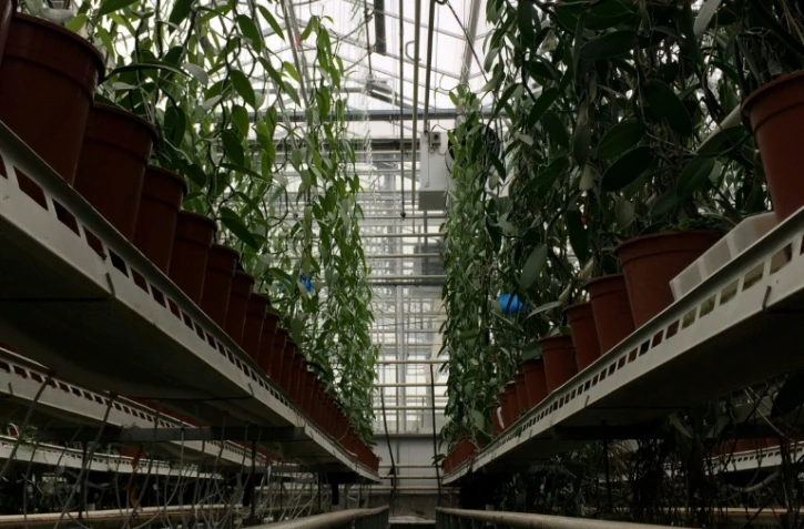 Des vanilliers cultivés dans une serre le 12 octobre 2016 à Bleiswijk