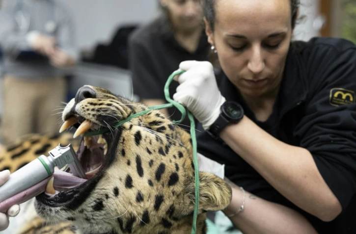 Baruto, une panthère de l'Amour mâle âgé de 14 ans, est anesthésié pour un prélèvement de sperme au zoo de Mulhouse, le 9 octobre 2025 dans le Haut-Rhin
