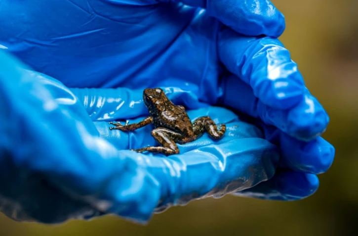 La biologiste Andrea Teran tient une nouvelle espèce de grenouille de roche du genre Ectopoglossusprès d'une cascade dans une forêt à Junin, dans la province d'Imbabura en Equateur, le 29 avril 2022