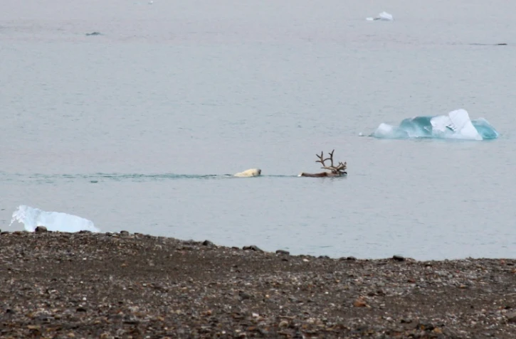 Une ourse polaire chasse un renne à Svalbard, en Norvège, le 21 août 2020