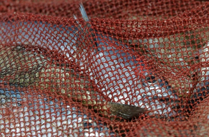 L'association Sea Shepherd a décidé de faire entendre la "souffrance dans les océans", en diffusant des sons d'animaux marins agonisants pour sa nouvelle campagne de sensibilisation