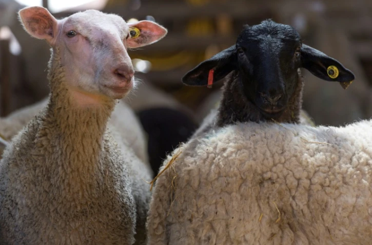 Elevage de moutons à Ceyssat, près de Clermont-Ferrand, le 1er avril 2020