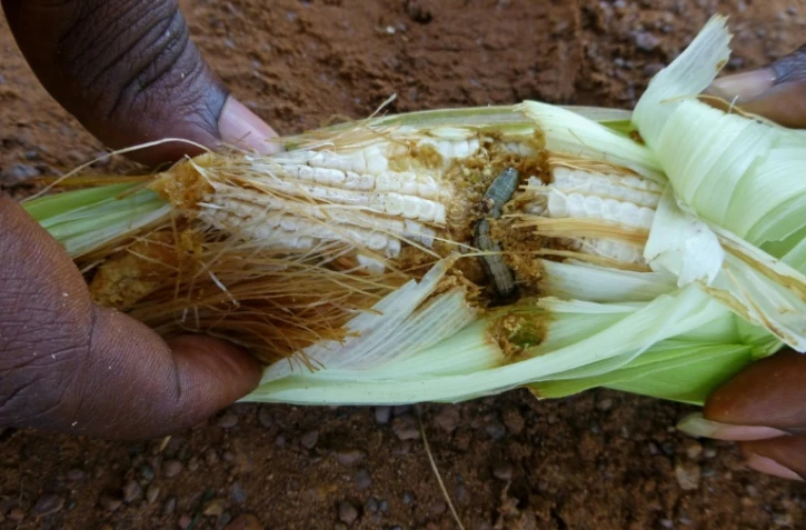 Photo fournie le 6 février 2017 à Londres par le Centre pour l'Agriculture et les Bioscienses, d'un épi de maïs dévoré par une chenille 