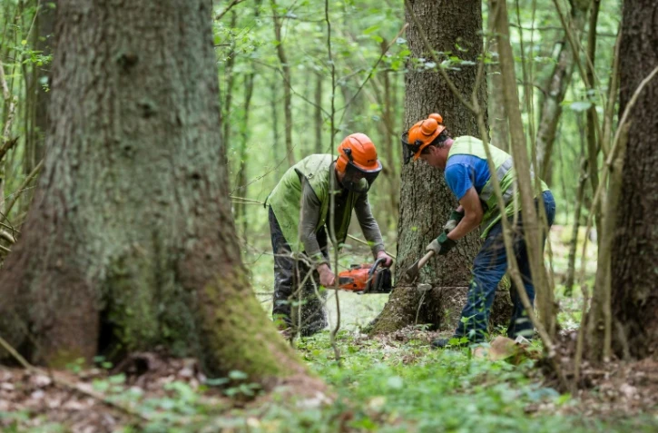Des gardes forestiers abattent un arbre dans la forĂȘt de Bialowieza, le 31 mai 2016 en Pologne