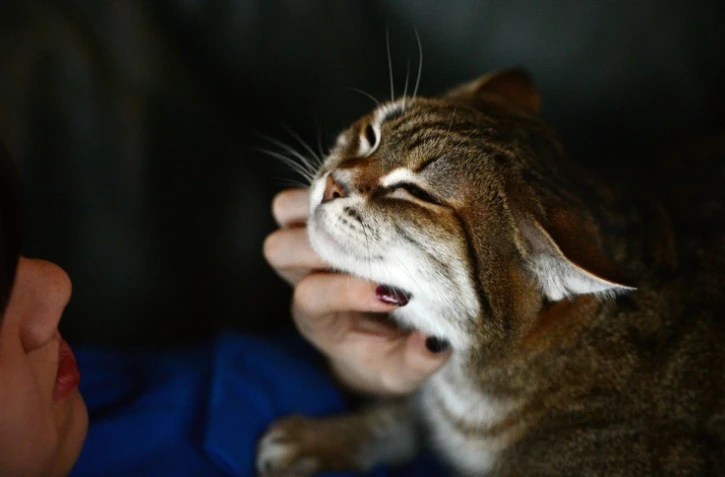 Les Français préfèrent toujours les chats aux chiens: les minous sont près de 13,5 millions dans les foyers français contre 7,3 millions de toutous, révèle mardi la nouvelle étude FACCO-KANTAR TNS, conduite à l'automne 2016.