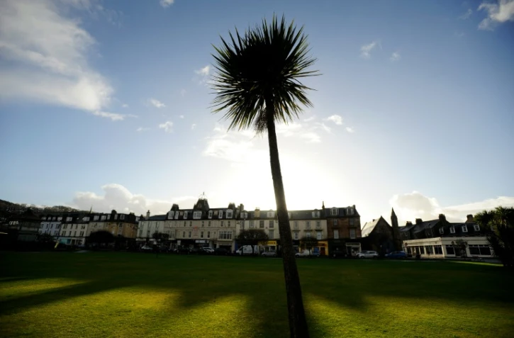 Un palmier trône sur une pelouse de Rothesay, sur l'île écossaise de Bute, le 11 décembre 2015