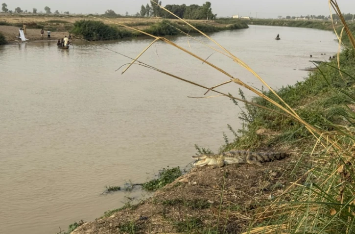 Un crocodile se repose sur la rive du fleuve Sokoto, appelé localement Maten Fada, à Argungu, dans l'État de Kebbi, au Nigeria, le 11 avril 2025