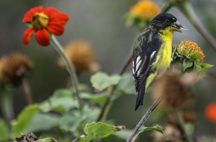 Un passereau sur une branche le 15 mars 2018
à Medellin en Colombie où se tient la réunion de la Plateforme intergouvernementale sur la biodiversité et les services écosystémiques (IPBES) du 17 au 26 mars