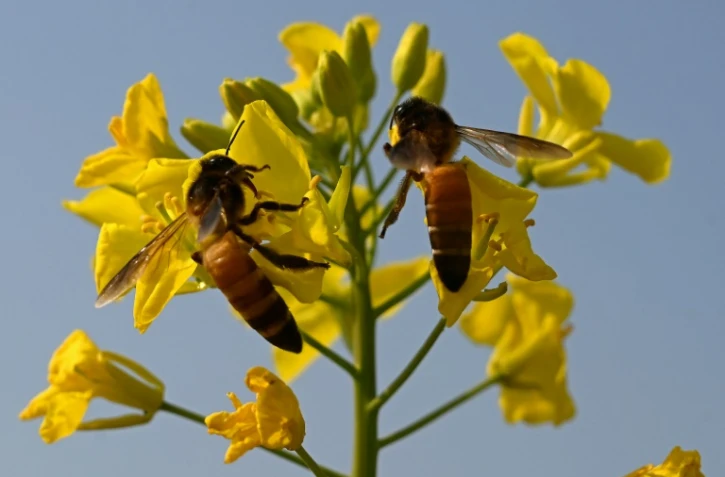 Des abeilles butinent des fleurs de moutarde à Lak Mor, dans la province du Pendjab, le 30 janvier 2025 au Pakistan