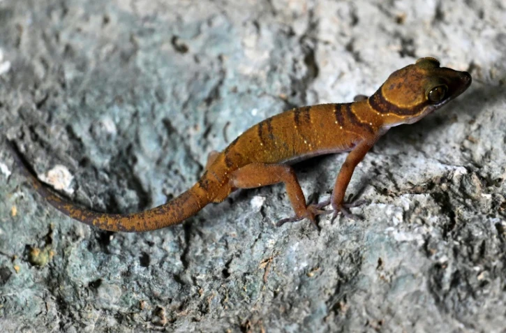 Un gecko photographié le 22 juillet 2025 dans une chambre d'hôtel de Phnom Proek, dans la province de Battambang, au Cambodge 