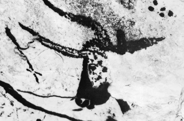 Photo non datée d'un des motifs vieux de 13.000 ans, peint sur une paroi de la grotte de Lascaux, dans la commune de Montignac