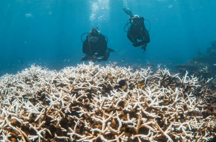 Photo prise le 12 mars 2025 par la Minderoo Foundation montrant des plongeurs inspectant le récif coralien australien de Ningaloo