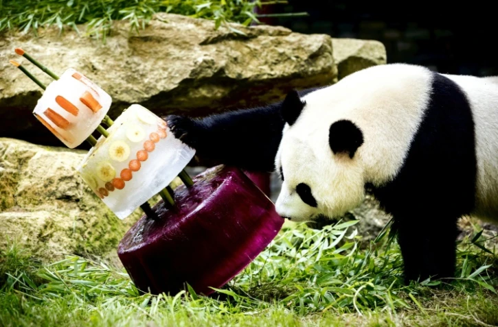 Des gâteaux glacés pour l'anniversaire de deux pandas dans le zoo de Rhenen, aux Pays-Bas, le 8 août 2017 