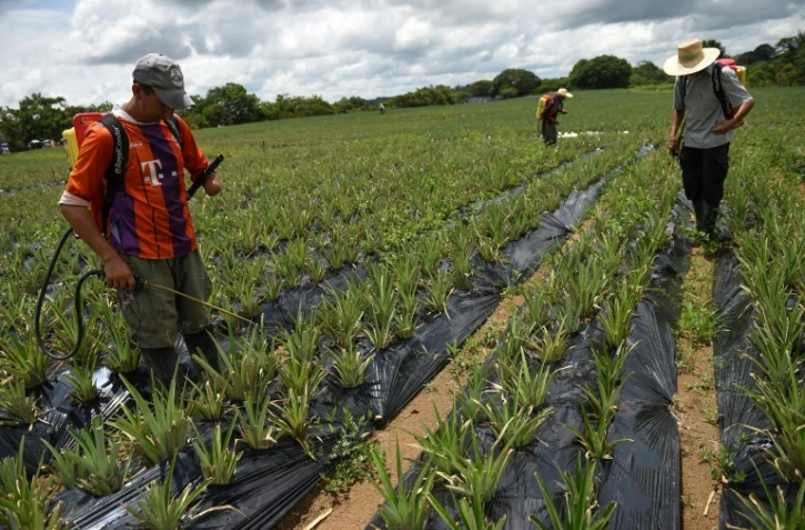 Félix Salcedo, ancien membre des Farc colombiens, travaille dans une plantation d'ananas, à Agua Bonita, le 25 octobre 2017