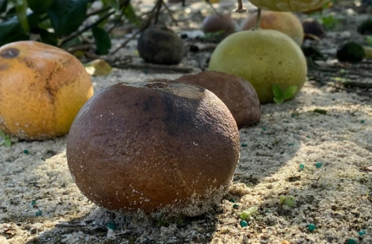 Des agrumes infectés par la bactérie HLB dans un verger de recherche de l'université de Floride à Fort Pierce, le 19 novembre 2019