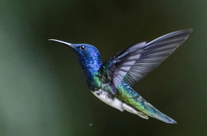Un colibri jacobin  dans la forêt de San Antonio dans la région de Cali en Colombie, en mars 2018