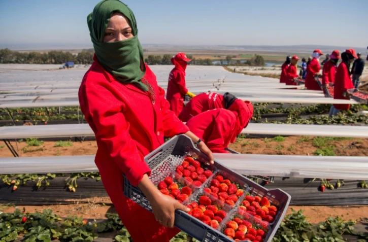 Récolte de fraises dans la province de Kénitra (Maroc) le 8 mars 2017